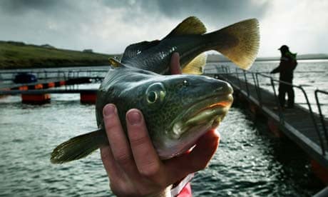 World's first organic cod farm sinks into administration with £40m debt ...