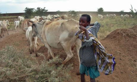A boy takes care of a herd of cattle near Degahabur in the Ogaden region in Ethiopia