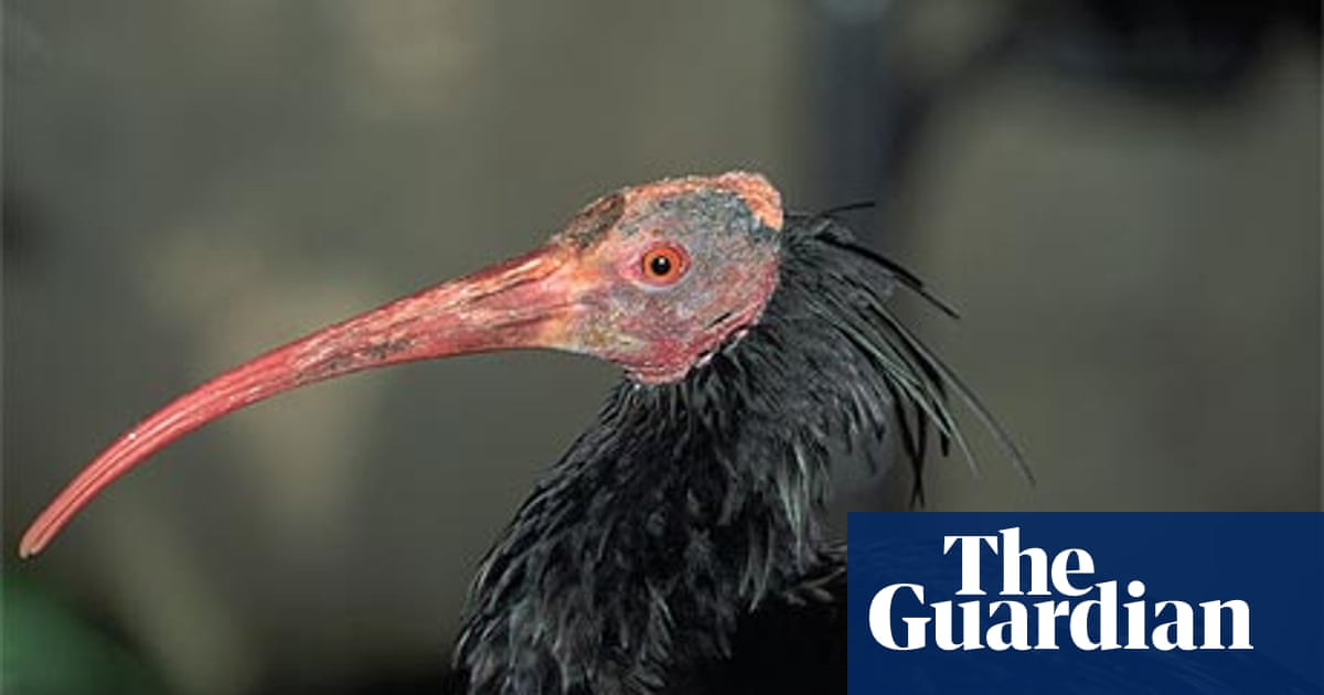 What is the Dumbest Bird