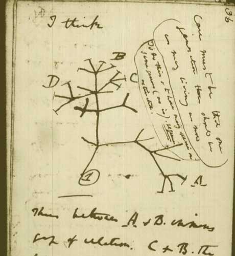 Image result for darwin's tree of life
