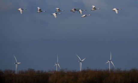 Whooper swans pass wind turbines