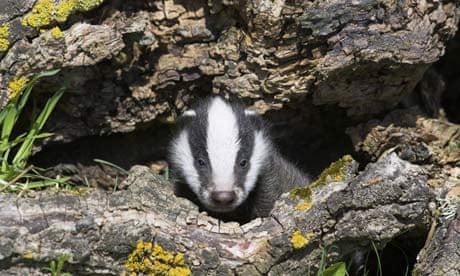 A badger cub in its den