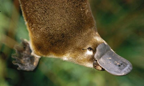 An Australian native platypus