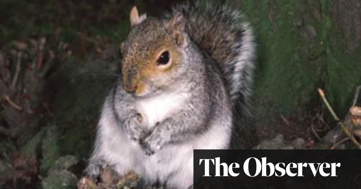 The Ultimate Ethical Meal A Grey Squirrel Food The Guardian