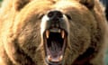 An angry bear