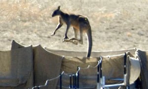 Arrests As 400 Kangaroos Face Cull Australia News The Guardian
