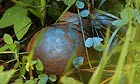 An unexploded US Blu 24 bomblet - which has come from a cluster bomb - in northern Laos