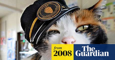 Japanese Train Station Cat: Adorable Feline Guardian