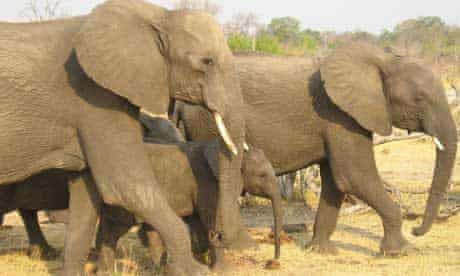 Elephants in Zimbabwe's Hwange national park