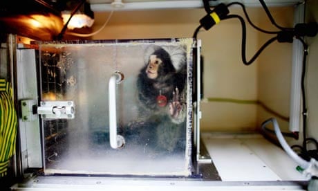 Marmoset monkeys used in experiments are often subjected to precision brain surgery