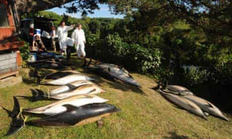 Dead dolphins undergo autopsies