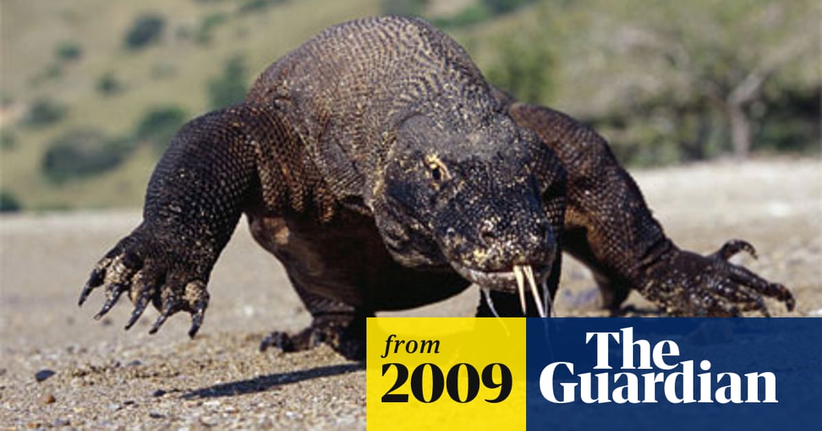 Komodo dragons use venom to kill their prey, scientists discover | Science  | The Guardian