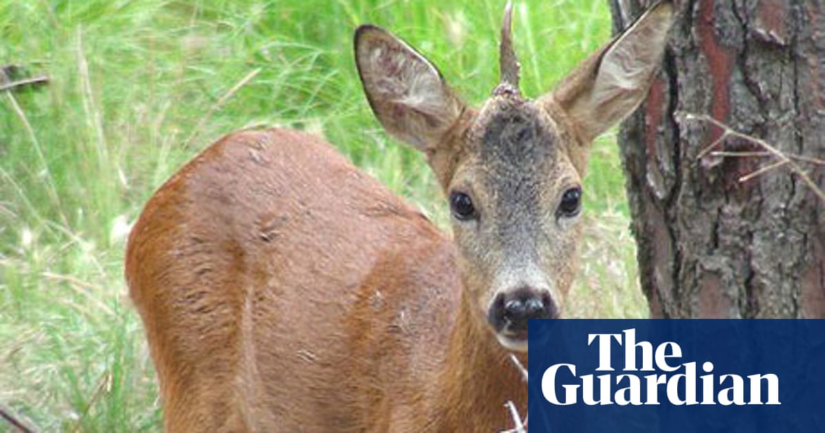 Unicorn' found in Tuscany wildlife park | World news | The Guardian