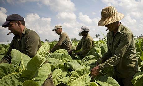 tobacco plant indoor Are havana tobacco plants done growing when they flower? tobacco plant indoor Are havana tobacco plants done growing when they flower?