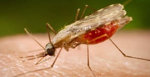 Biting Back Peta Bee On How Best To Combat Mosquitoes Life And