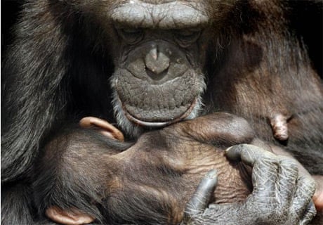A female chimpanzee holds her baby