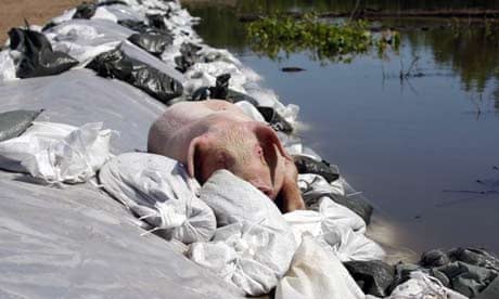 A pig that somehow floated or swam several miles from the flooded hog barns near Oakville, Iowa, rests on a sandbagged levee. Photograph: Sue Ogrocki/AP