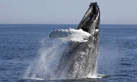 A humpback whale breaches off the coast of Gloucester, Massachusetts. Photograph:Mary Schwalm/Reuters 