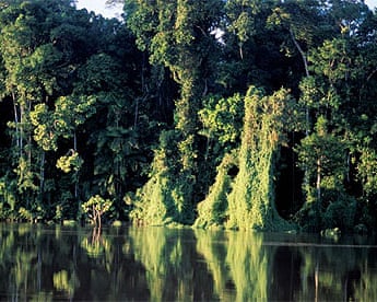 Amazon rainforest