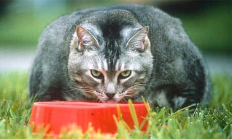 Overweight pet cat