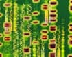 An artwork of DNA