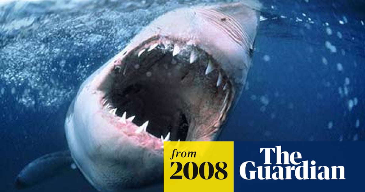 Say Aah Scientists Measure The Shark Bite Environment The Guardian