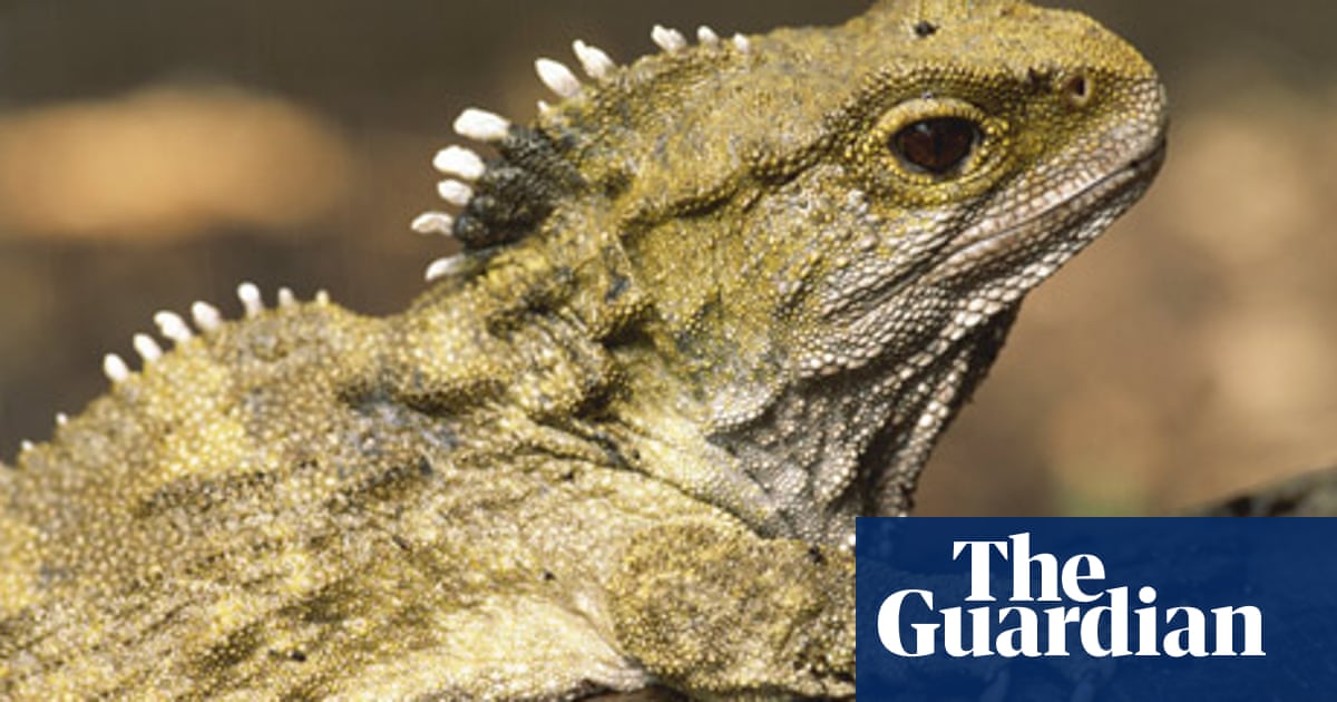 New Zealand reptile set to become father at age of 111 | New Zealand