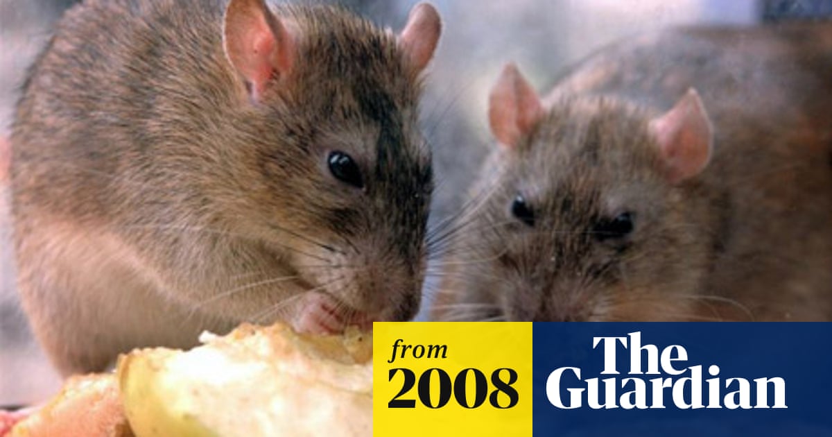 Cambodians eat rats to beat global food crisis | World news | The Guardian