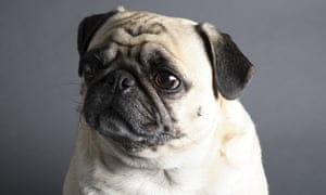 mating pugs to consider tv comeback for crufts show and style the guardian mating pugs to consider tv comeback for crufts show and style the guardian