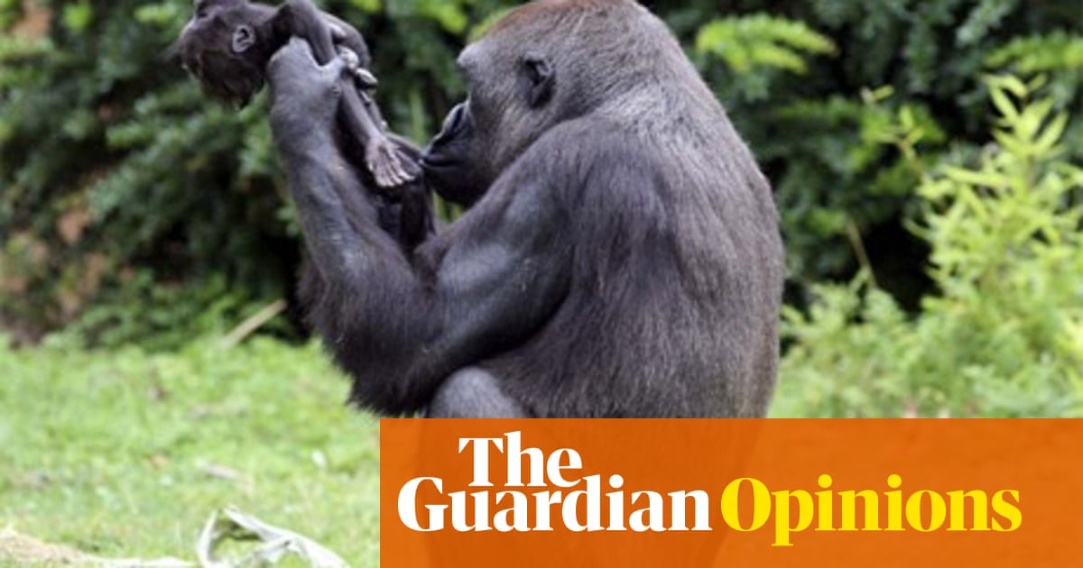 Craig Redmond Claude The Baby Gorilla S Death Wasn T The
