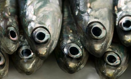 Several fresh anchovies close up