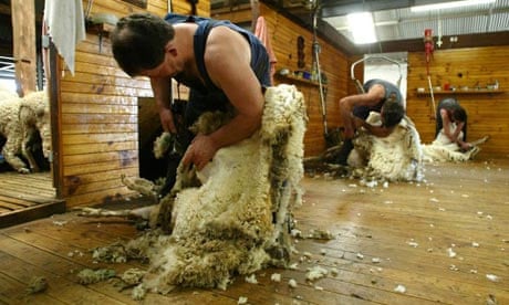 Sheep shearer is one of the occupations that a panel of economists has decided is short of British applicants and therefore open to migrants from outside the EU