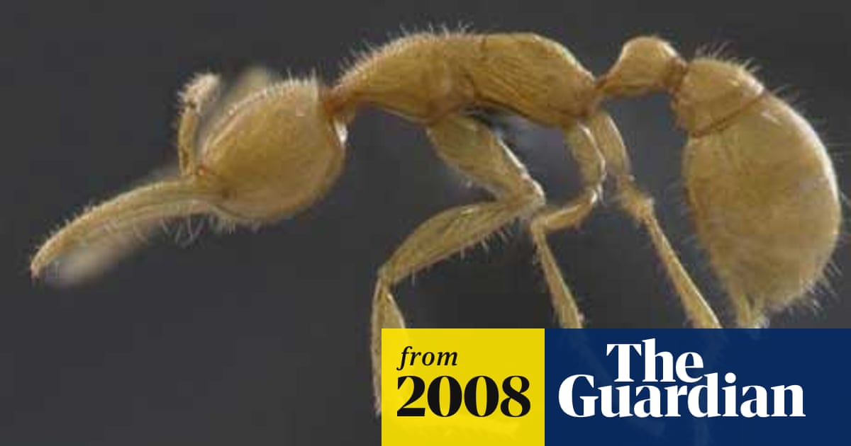 Prehistoric Ant Discovered Alive In Amazon Rainforest Environment The Guardian
