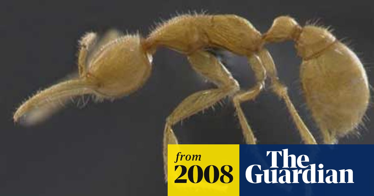 Prehistoric Ant Discovered Alive In Amazon Rainforest Environment The Guardian Prehistoric Ant Discovered Alive In Amazon Rainforest Environment The Guardian