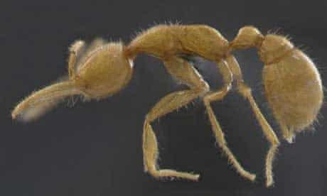 Prehistoric Ant Discovered Alive In Amazon Rainforest Environment The Guardian
