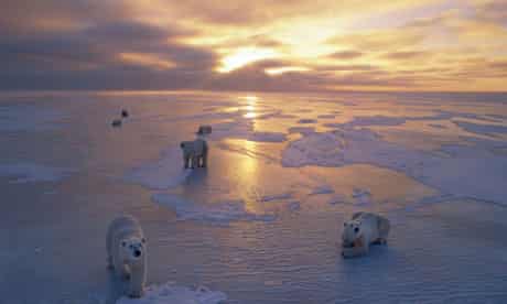 Polar bears on the retreating ice floes of the Arctic