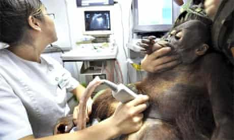 A young orang-utan is checked for kidney stones by a vet in Hangzhou, Zhejiang province, China