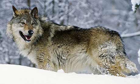 Montana and Idaho plan open-season public wolf hunt | Conservation ...