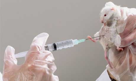 mouse injected in a laboratory