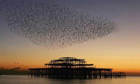 A flock of starlings gather over the derelict West Pier in Brighton