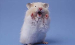 Image result for hamsters