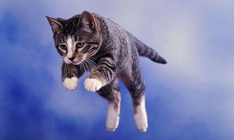A leaping kitten