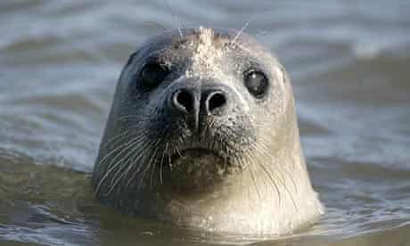 Common seal, phoca vitulina
