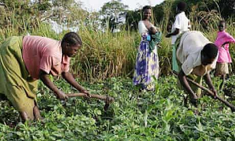 Women working in the fields in Katine, Uganda
