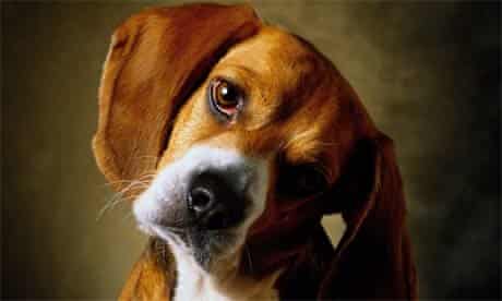 A Beagle puppy.