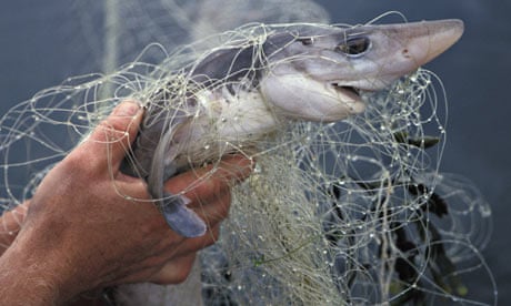 Spiny Dogfish killed in fishing net