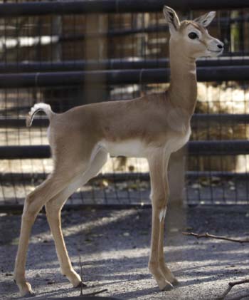Dama gazelles are the largest of all gazelles and the world's rarest. Photograph: Mehgan Murphy