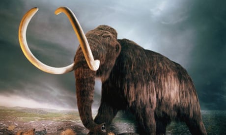 A replica of a mammoth at the Royal British Columbia Museum in Victoria, Canada