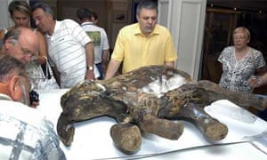 Its Genome Was Sequenced Last Year But >> Scientists reconstruct woolly mammoth genome | Science | The Guardian Its Genome Was Sequenced Last Year But >> Scientists reconstruct woolly mammoth genome | Science | The Guardian