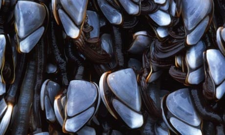 Goose barnacles, which are likely to decline dramatically as acid levels rise